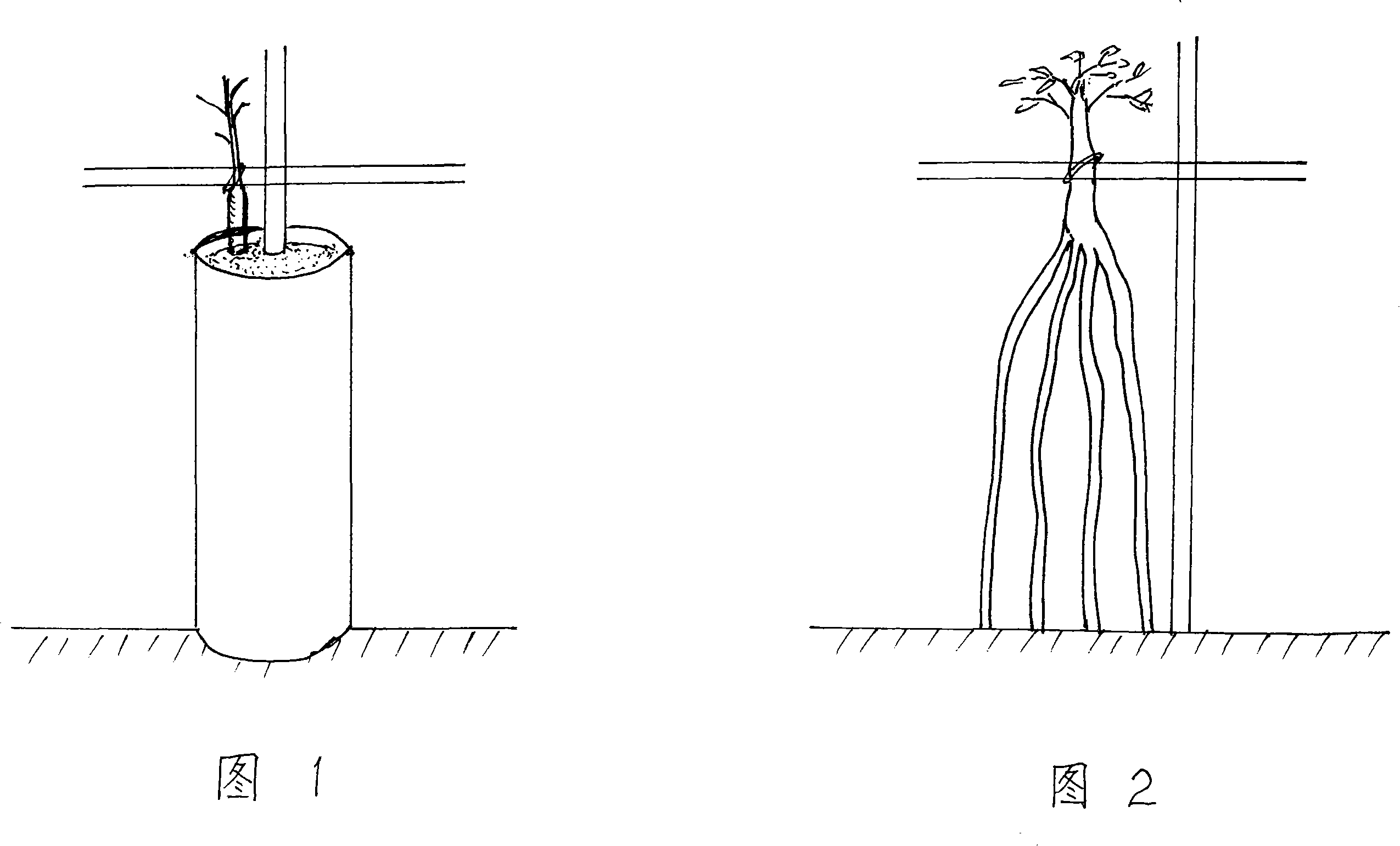 Method of fast cultivating of large-scale root-viewing type garden landscape trees by replacing trunk by root system