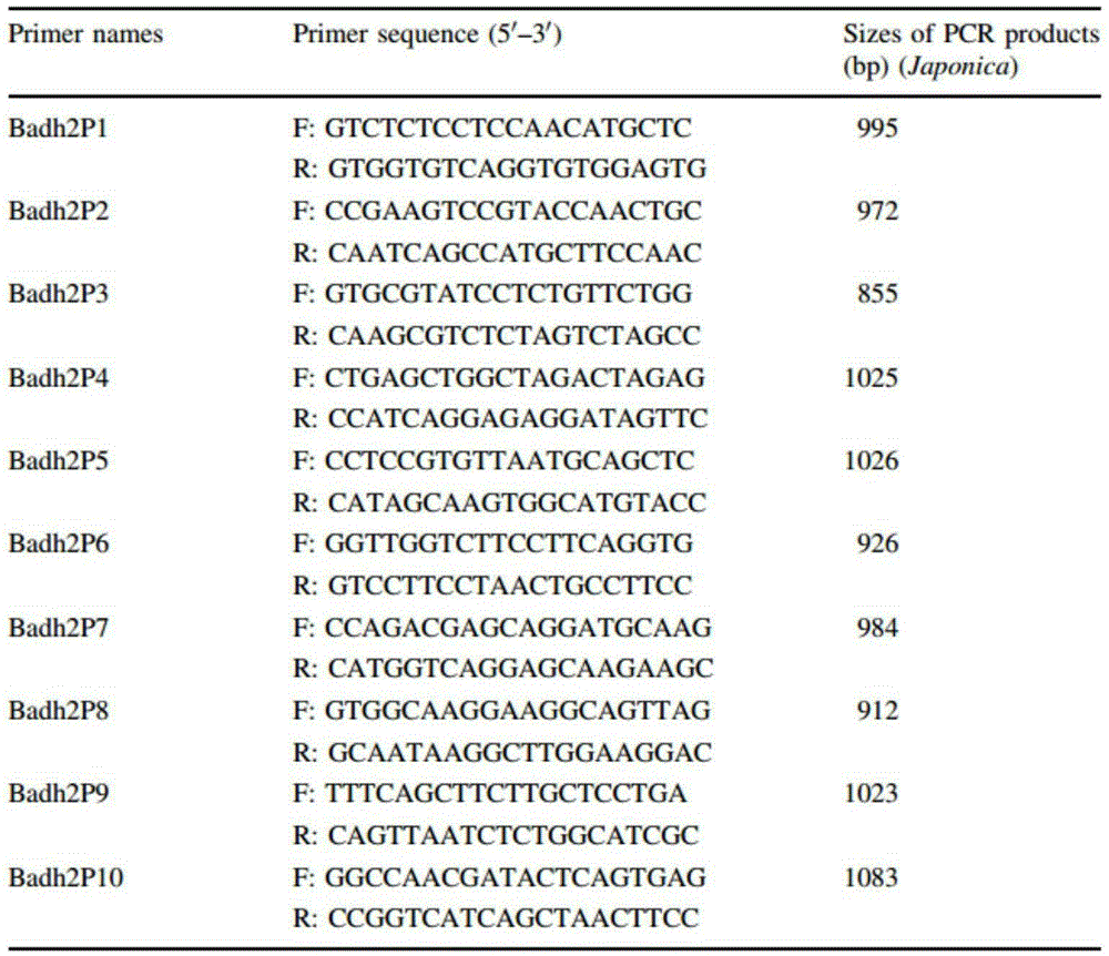 Method for amplifying rice aroma gene Badh2 sequence