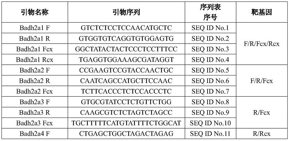 Method for amplifying rice aroma gene Badh2 sequence
