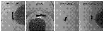 Application of heat shock protein hsp23 gene and dsrna of gypsy moth in pollution-free control