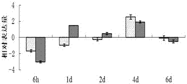 Application of heat shock protein hsp23 gene and dsrna of gypsy moth in pollution-free control