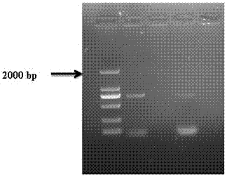 Application of heat shock protein hsp23 gene and dsrna of gypsy moth in pollution-free control