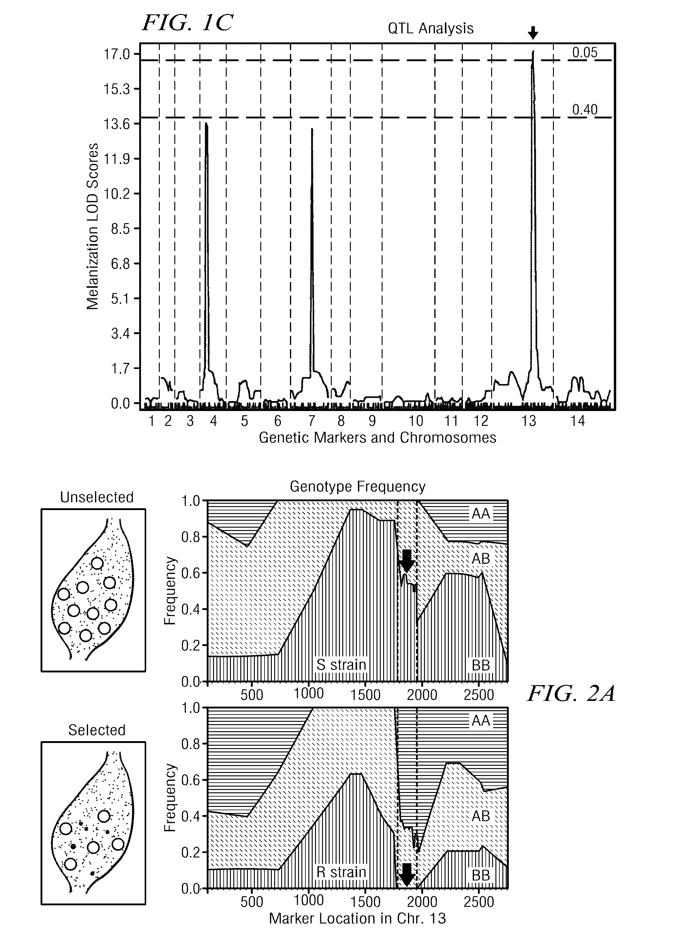 Use of p47 from plasmodium falciparum (PFS47) or plasmodium vivax (PVS47) as a vaccine or drug screening targets for the inhibition of human malaria transmission