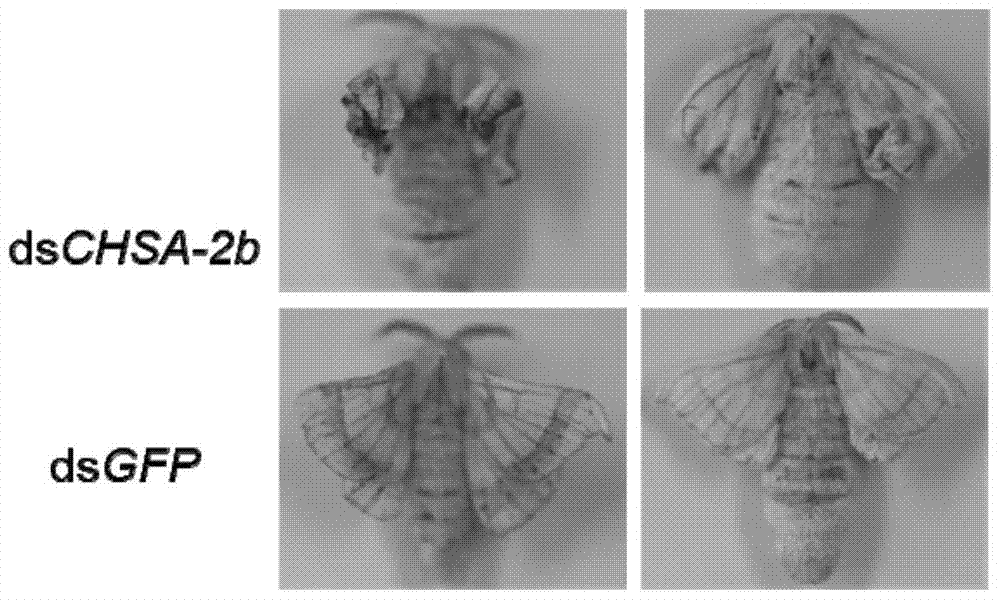 Application of chitin synthase chsa‑2b/19b from lepidopteran insects in pest control