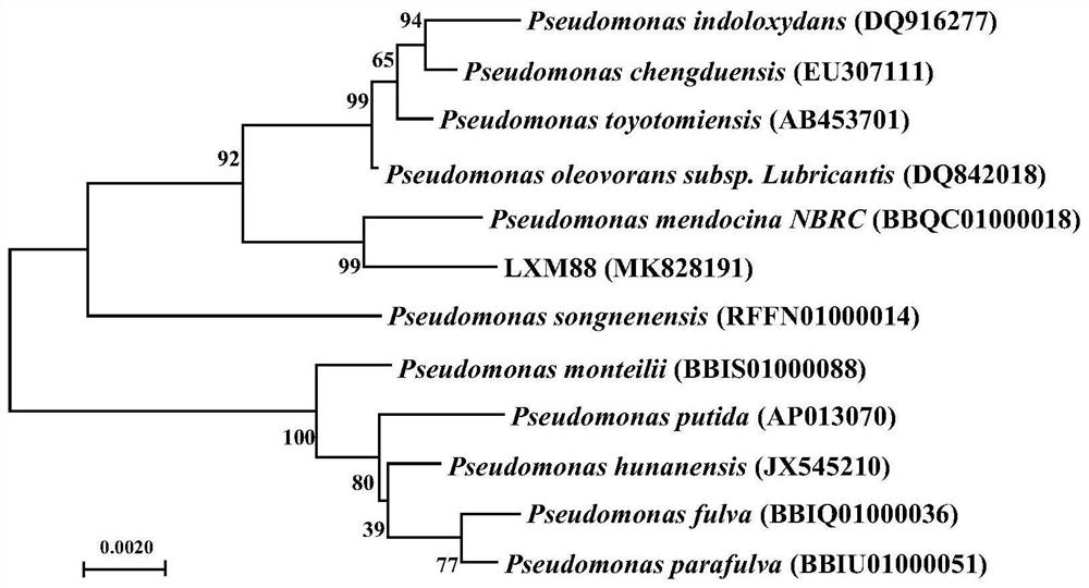 A protease-producing polylactic acid-degrading bacterium and its application