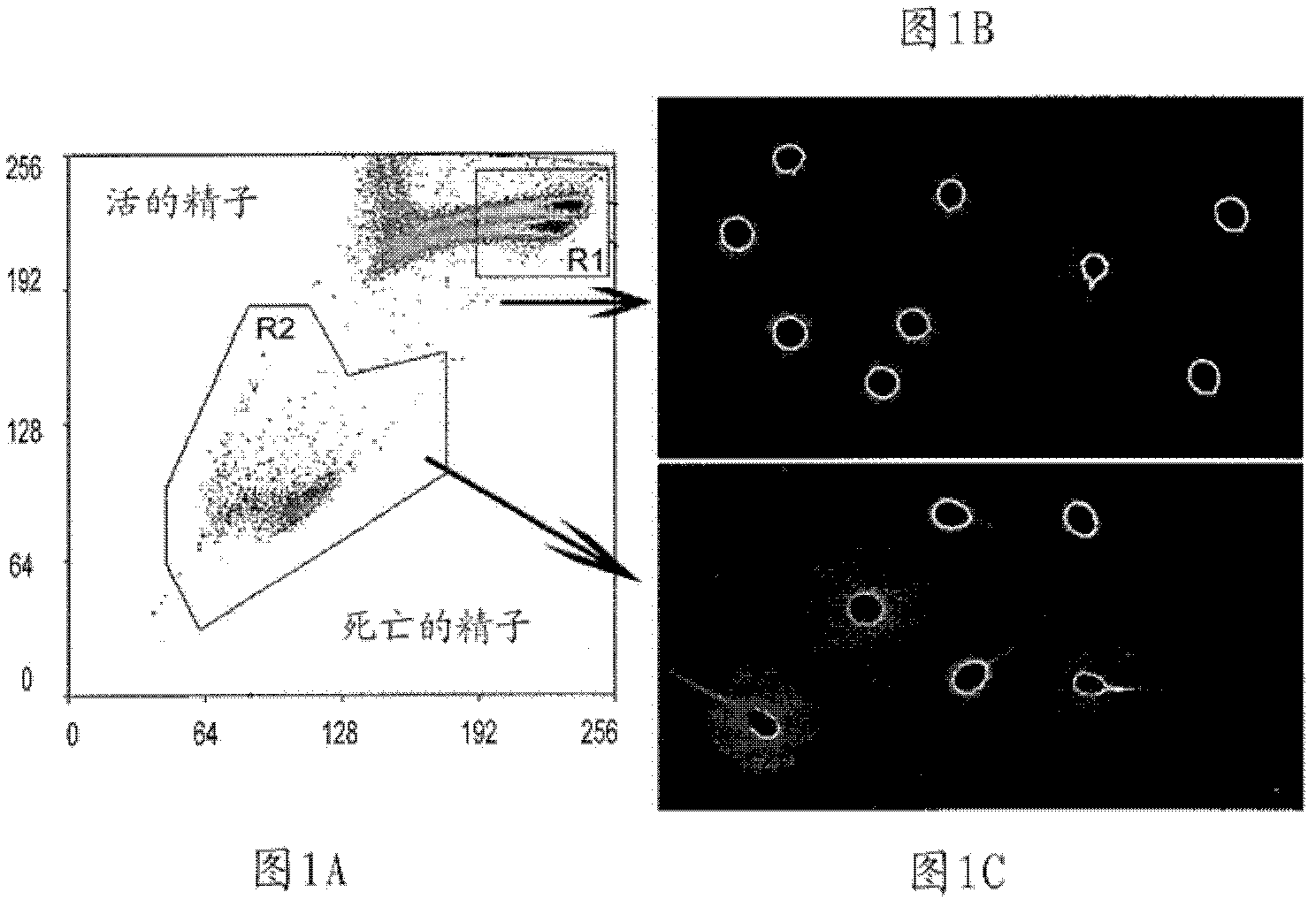 Methods and systems for reducing DNA fragmentation in a population of sperm cells