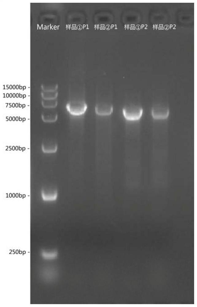 KIR3DL1 genotyping kit and KIR3DL1 genotyping method