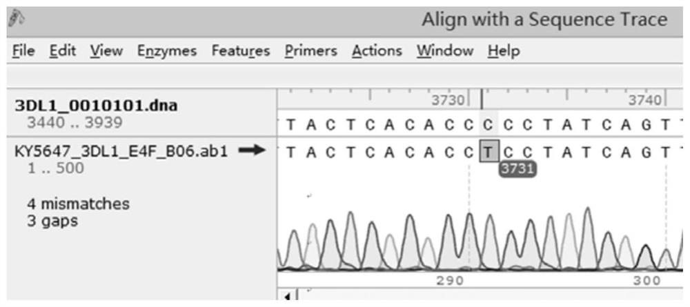 KIR3DL1 genotyping kit and KIR3DL1 genotyping method