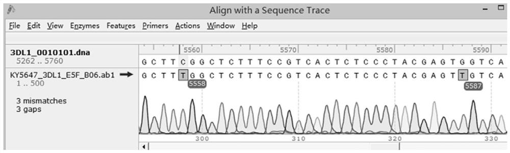 KIR3DL1 genotyping kit and KIR3DL1 genotyping method