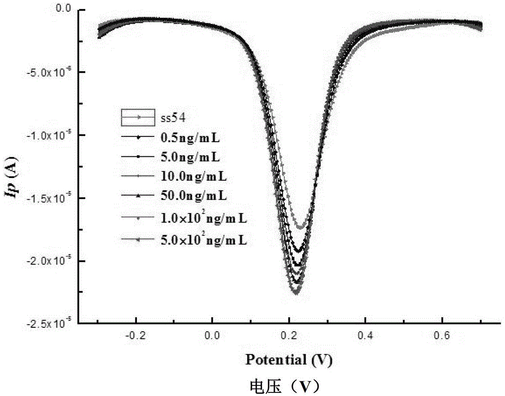 Ractopamine aptamers and aptamer electrochemical biosensors for the detection of ractopamine