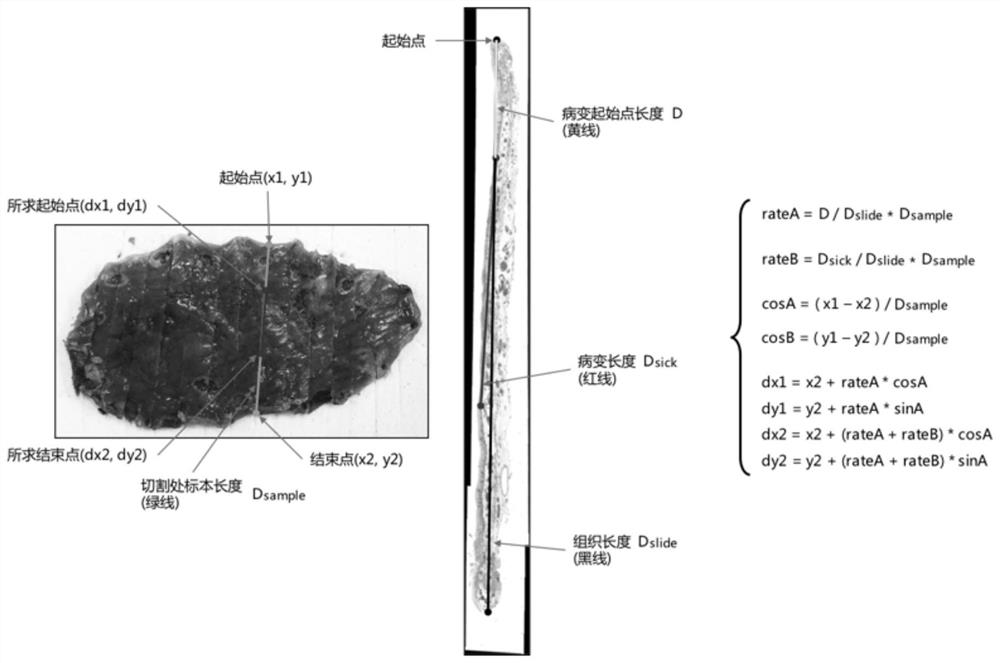 Application of pathological specimen manufactured by dehydration set in digital evaluation system