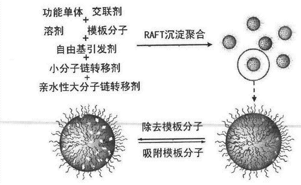 Molecularly imprinted polymeric microsphere resin applicable to aqueous solution system and preparing method thereof