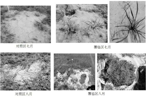 Biomass felt, preparation method thereof and application in grassland recovery