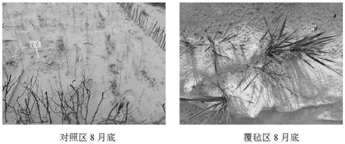 Biomass felt, preparation method thereof and application in grassland recovery