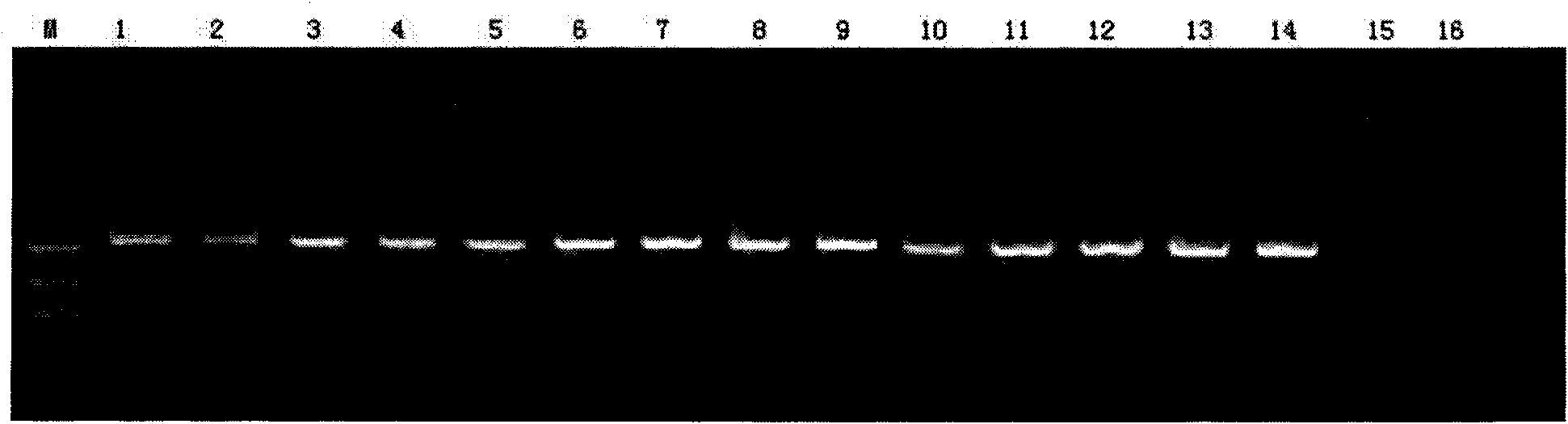 PCR method for identifying bungarus parvus and specific primer thereof