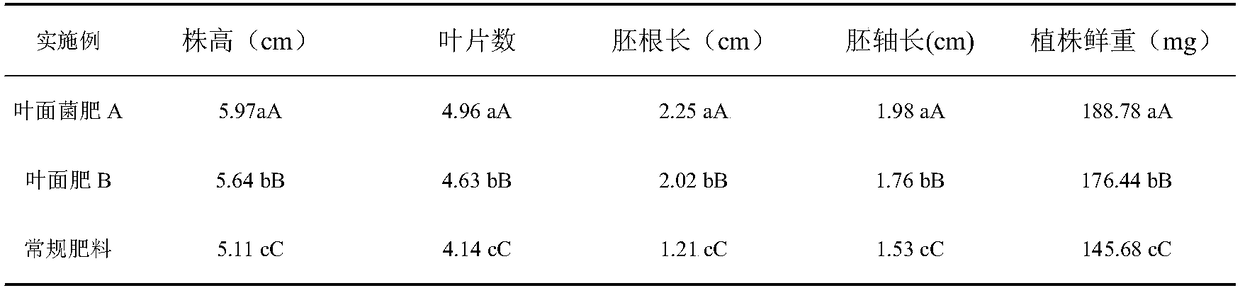 Efficient bacterial leaf fertilizer for Chinese herbal medicine and preparation method and application thereof