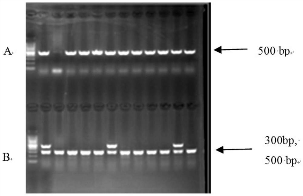 Application of largazole in preparation of medicine for treating diseases caused by ectopic overexpression of msi1 gene