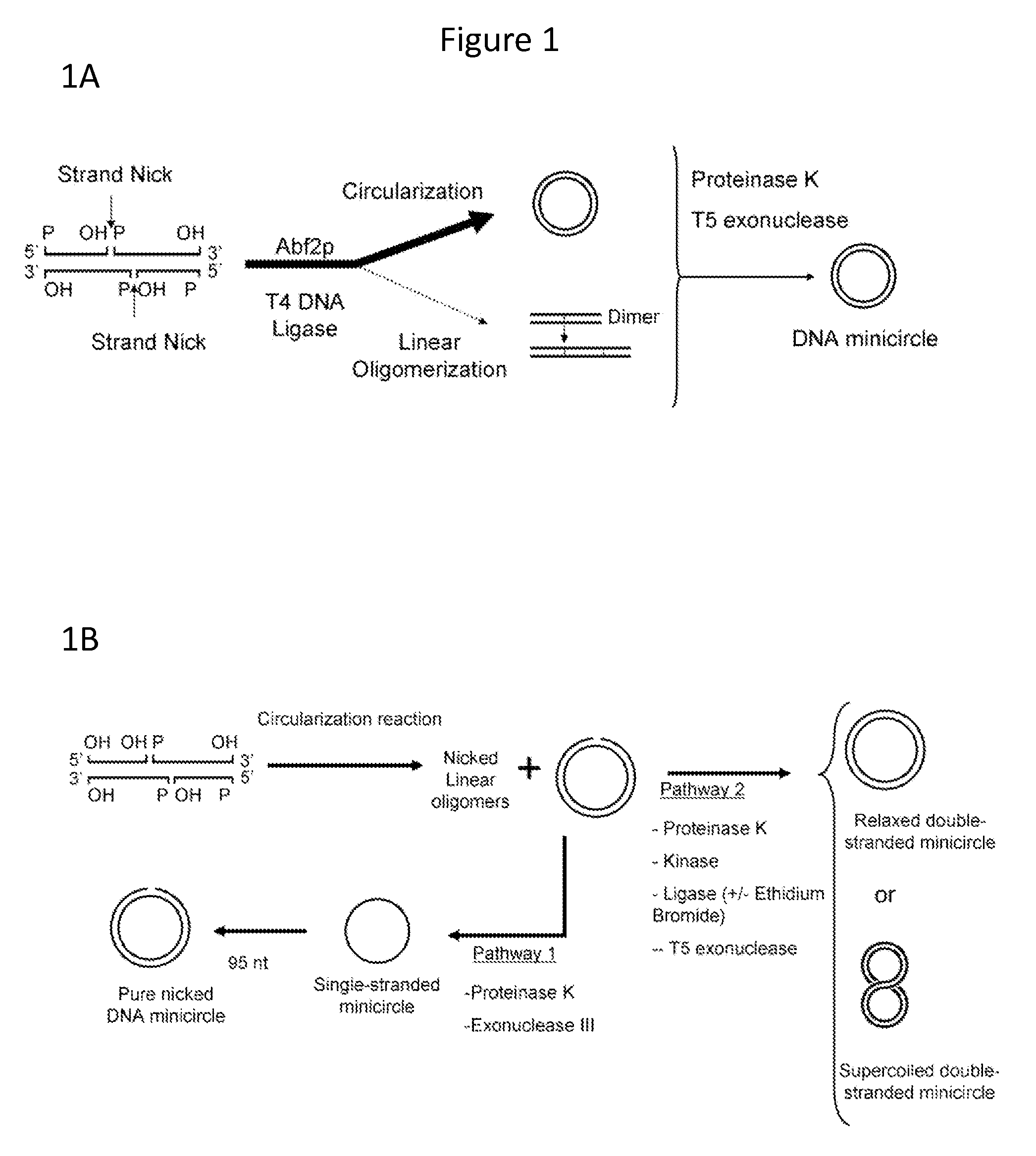 In vitro production of DNA minicircles comprising less than 250 base pairs