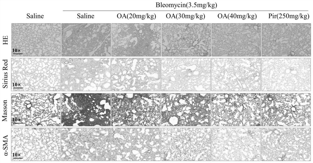 Application of oroxylin A in preparation of medicine for treating pulmonary fibrosis