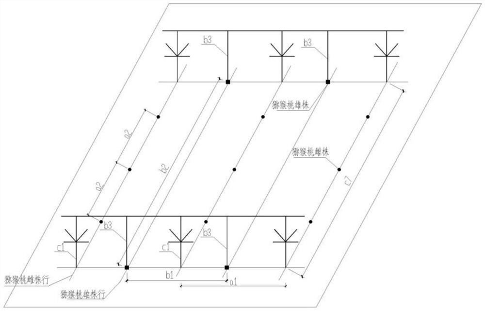 Cultivation method of kiwifruit "flat-shaped vertical frame"