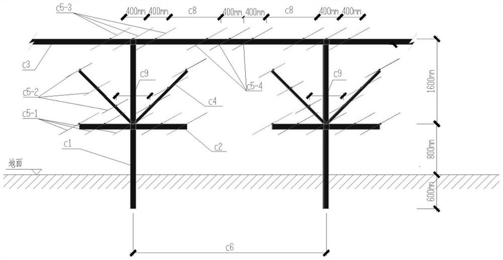 Cultivation method of kiwifruit "flat-shaped vertical frame"