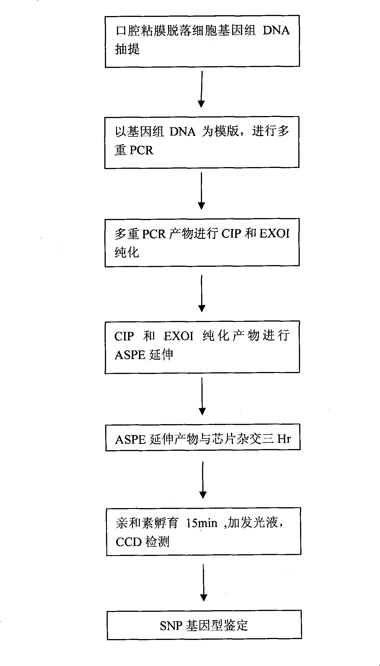 Detecting kit for cardiovascular and cerebrovascular diseases predisposing gene chip