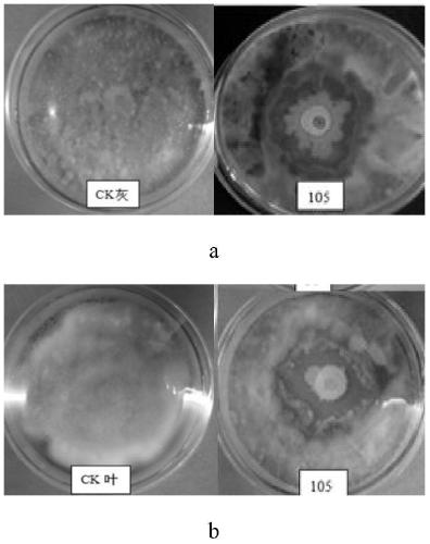 Broad-spectrum disease-resistance, growth-promoting, anti-retrobacillus for controlling tomato gray mold and leaf mold and its application