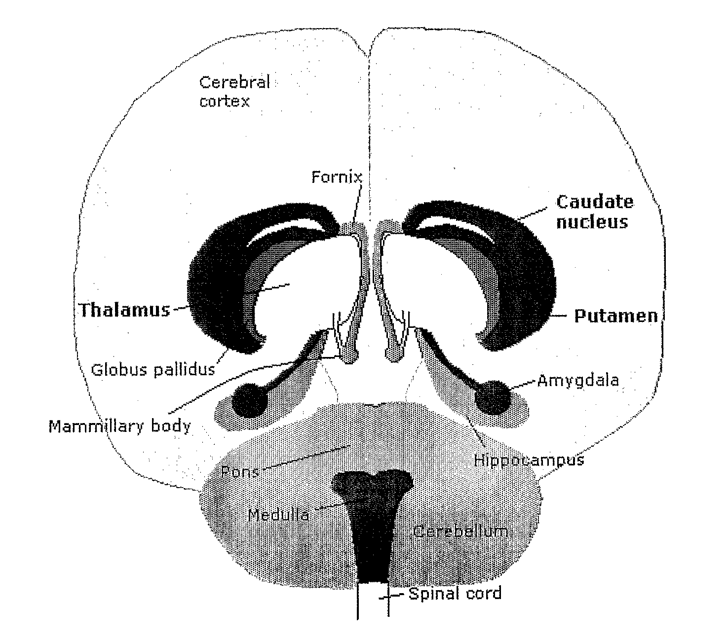System and method for volumetric analysis of medical images