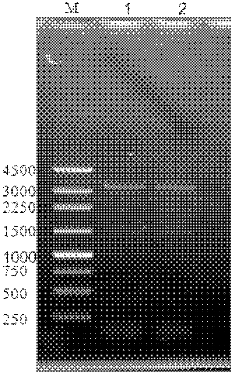 Recombinant bacillus subtilis and method for producing transglutaminase by utilizing recombinant bacillus substilis