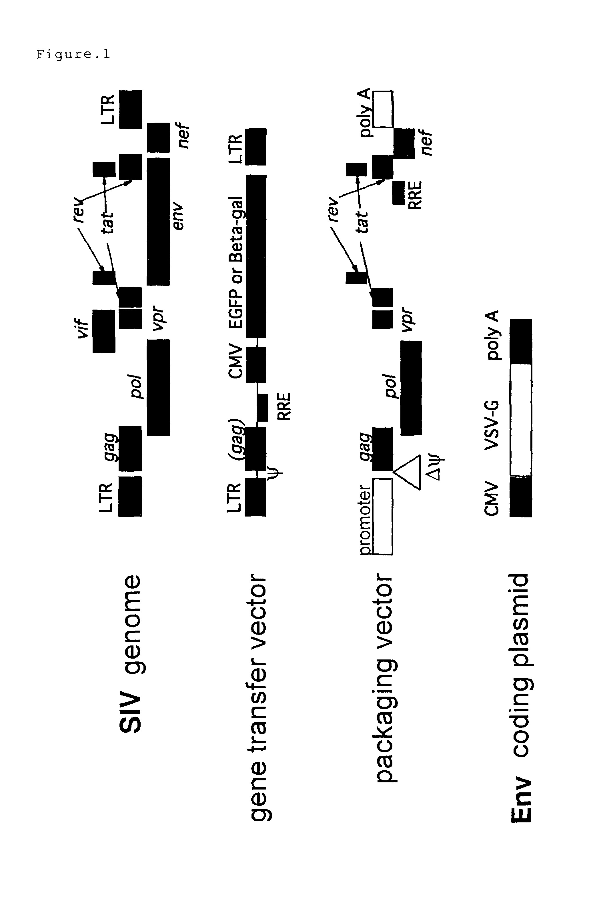 Vector for the expression of two foreign genes