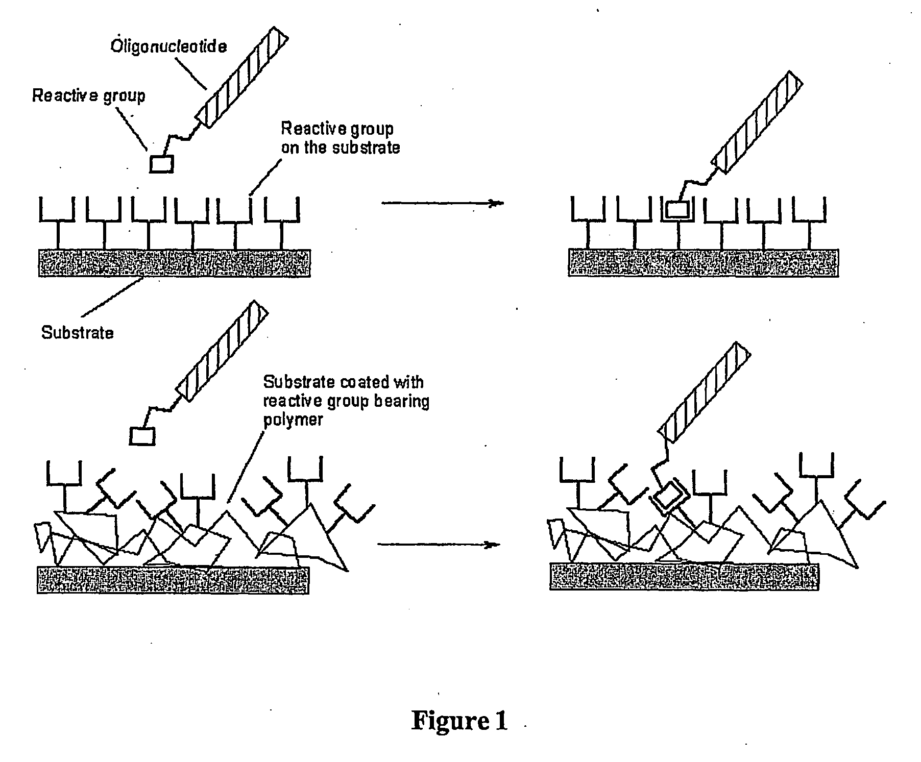 Biomolecules having multiple attachment moieties for binding to a substrate surface