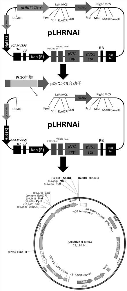 A seed-specific interference vector comprising posole18 promoter and its application