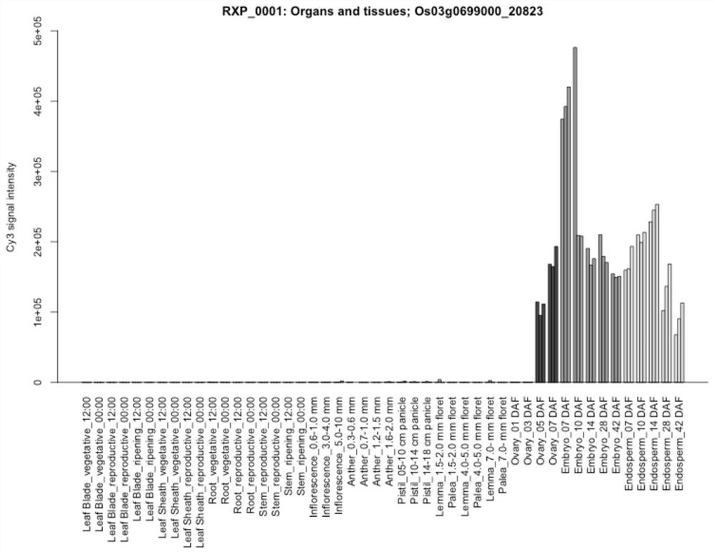 A seed-specific interference vector comprising posole18 promoter and its application