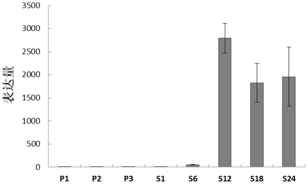 A seed-specific interference vector comprising posole18 promoter and its application