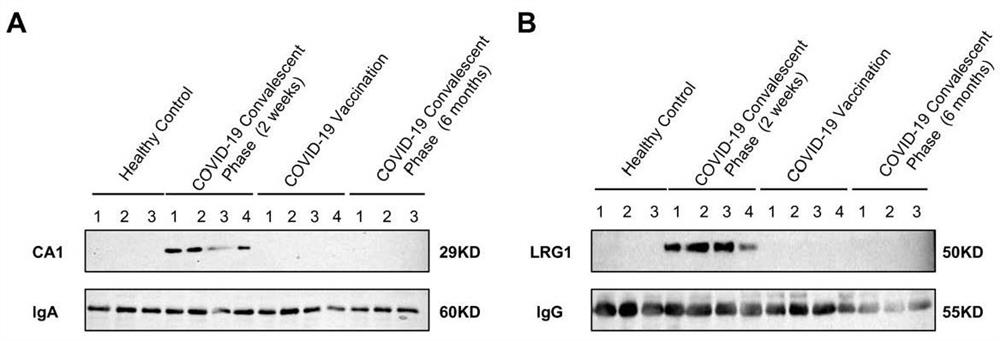 Screening method, application and kit for disease-related markers