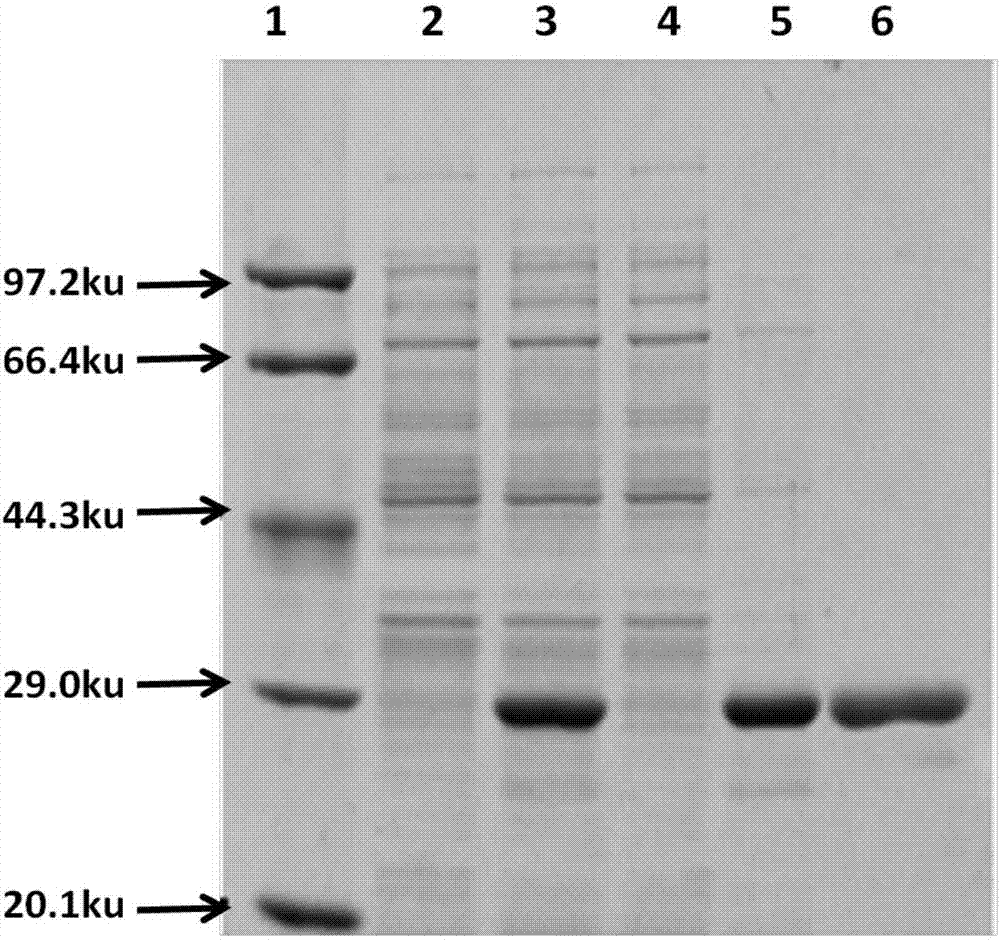 Enzyme-linked immunosorbent assay (ELISA) test kit for testing lawsonia intracellularis (LI) of pigs