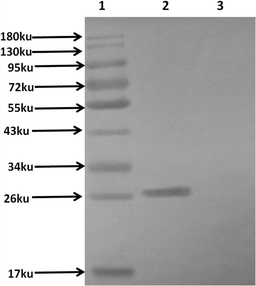 Enzyme-linked immunosorbent assay (ELISA) test kit for testing lawsonia intracellularis (LI) of pigs