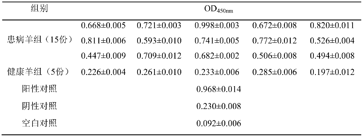 Indirect ELISA detection kit for sheep clostridium putrificum