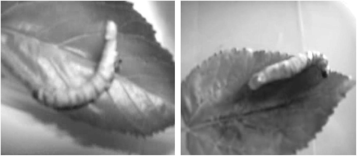 Method for preparing natural functional silk by utilizing living silkworms to directly spin