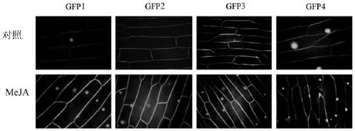 A kind of inducible promoter and its application