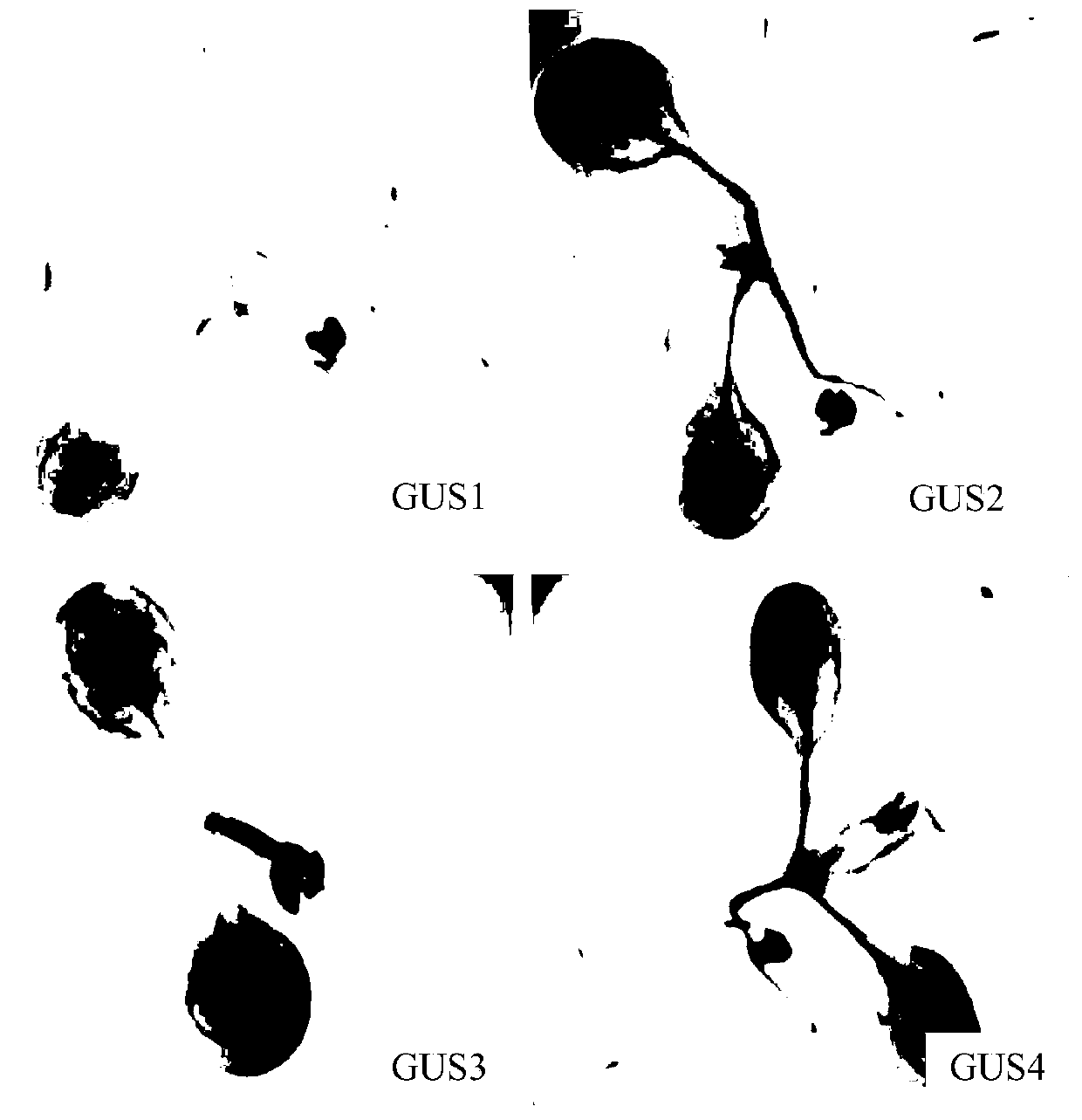 A kind of inducible promoter and its application