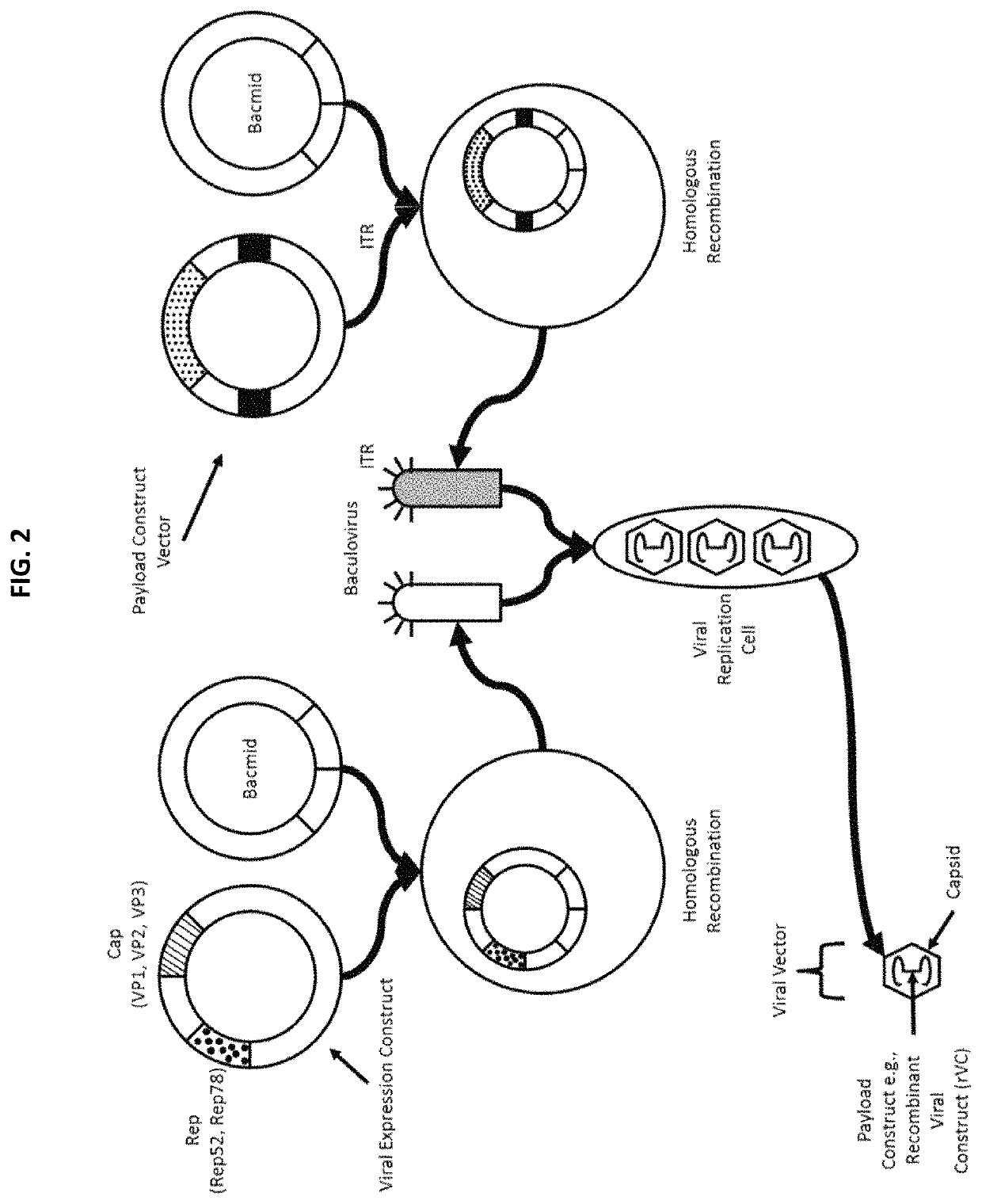 Chimeric capsids