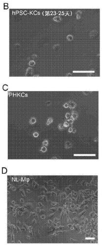 Methods of generating hepatic macrophages and uses thereof