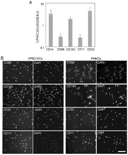 Methods of generating hepatic macrophages and uses thereof