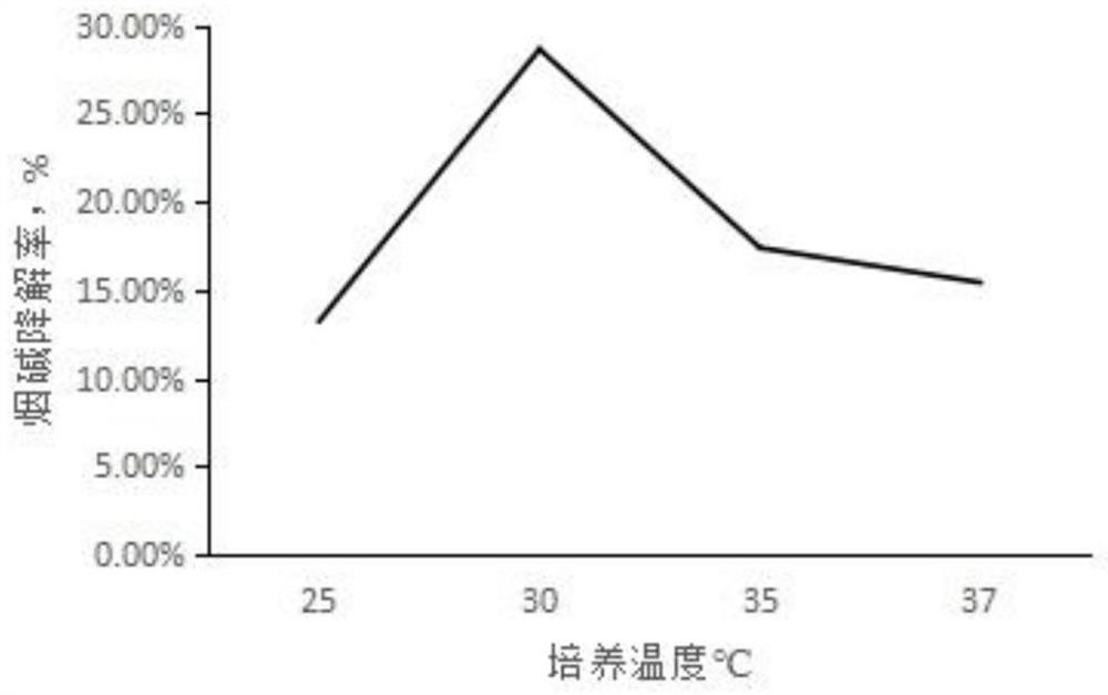 Stenotrophomonas pavanii SND01 and application thereof