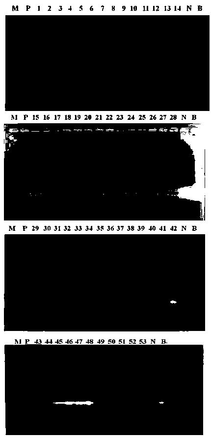 A kind of specific primer pair and method for identifying Tibetan calamus and Shichangpu