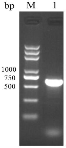 Schistosoma japonicum sjctrl recombinant antigen protein and preparation method and use thereof