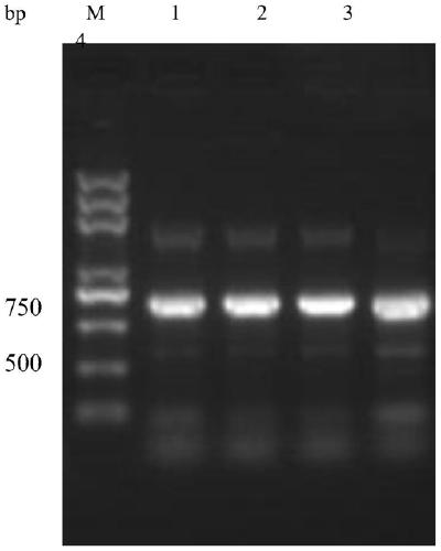 Schistosoma japonicum sjctrl recombinant antigen protein and preparation method and use thereof