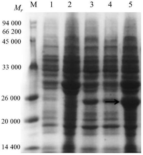 Schistosoma japonicum sjctrl recombinant antigen protein and preparation method and use thereof