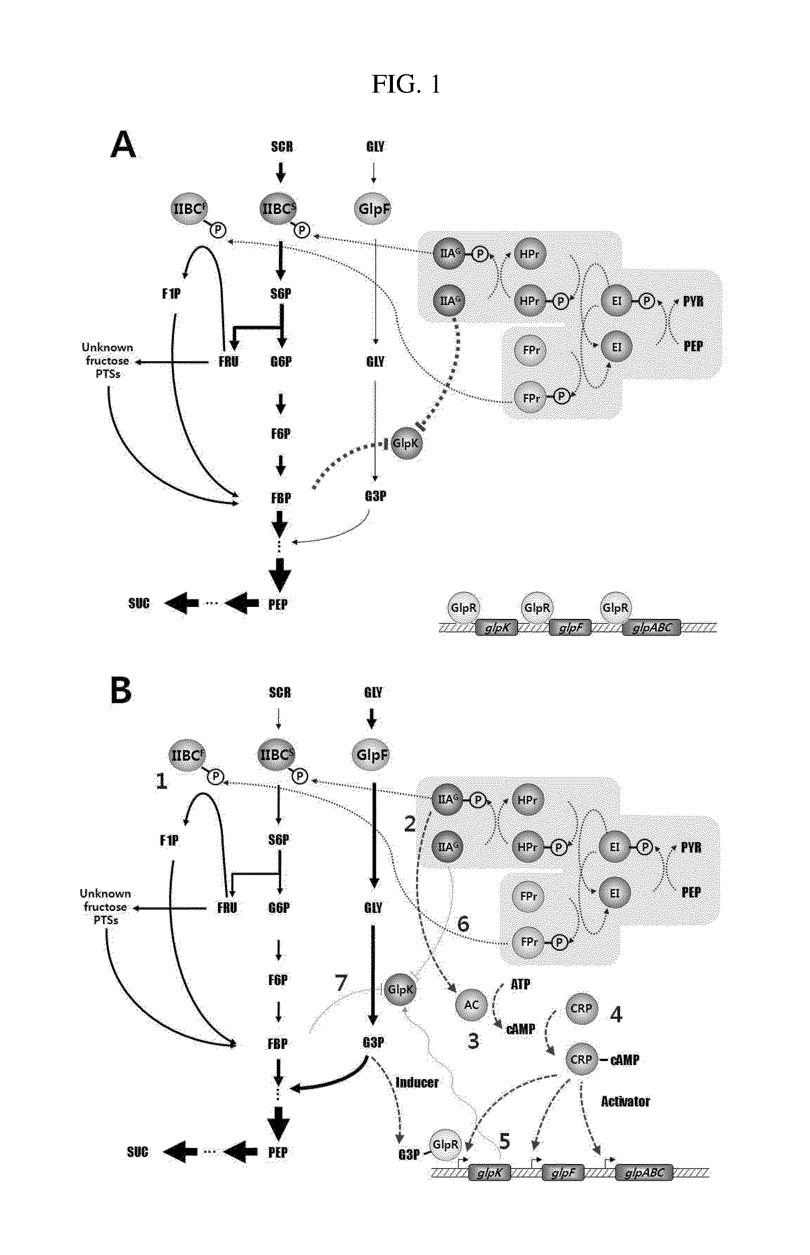 Novel mutant microorganism producing succinic acid simultaneously using sucrose and glycerol, and method for preparing succinic acid using same
